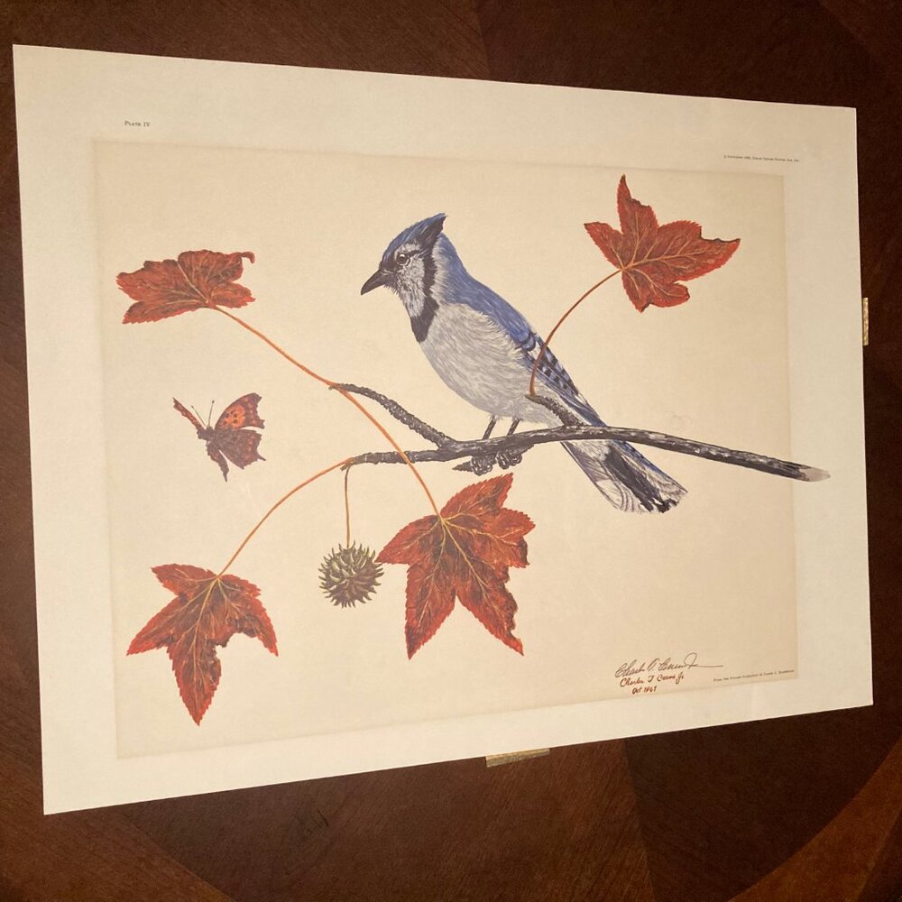 Artist Charles T Crume Vintage Signed Wildlife "Blue Jay" No. 445 Lithograph